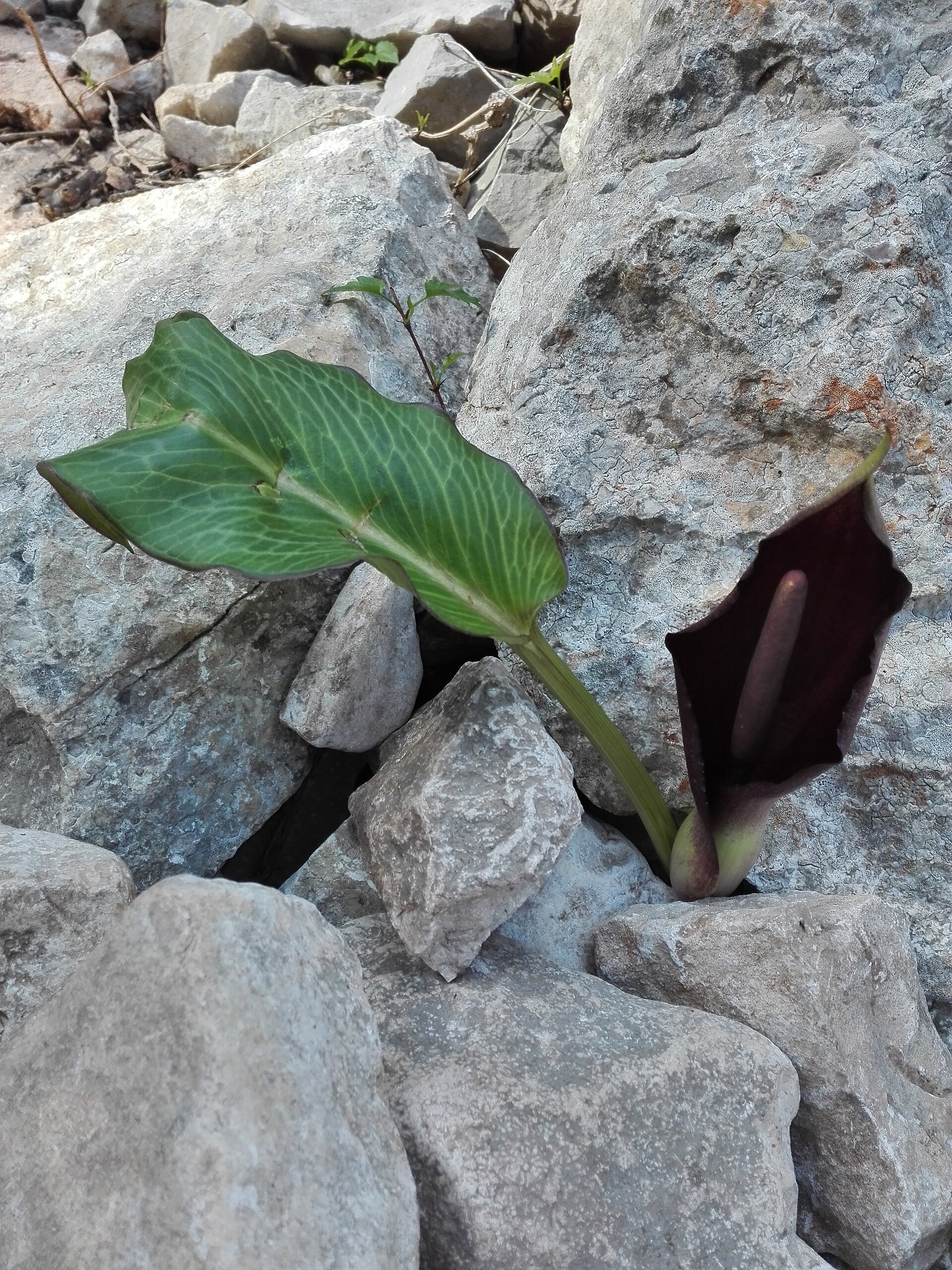 Cala Goloritzè on the Gulf of Orosei.